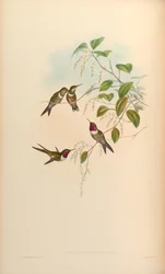 Calliphlox amethystina